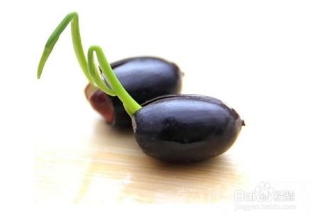 碗莲种子处理：先浸泡