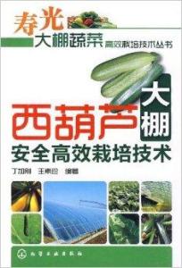 如何根据西葫芦种植技术要点，实现高产高效种植