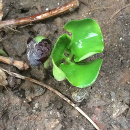 绿豆种子的发芽时间