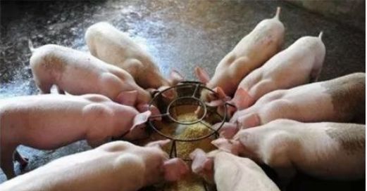 猪的教槽料和开口料一样吗？乳猪料、开口料和教槽料之间有什么区别？