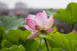 广东夏日炎炎，种花有妙招！