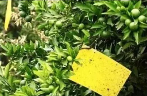 百香果苗为何突然变黄？是土壤问题还是病虫害