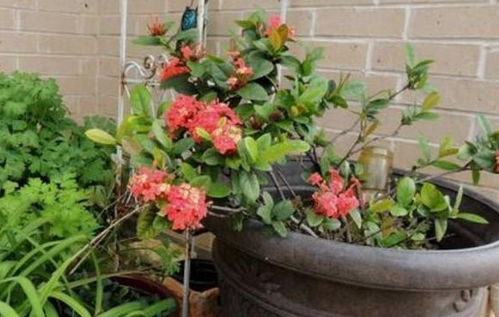 香气四溢的夹竹桃