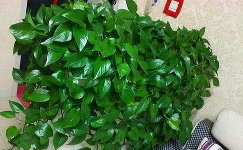 冷水花：清凉的绿植