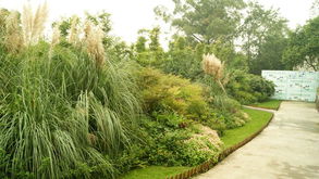 选择绿化苗木的要点