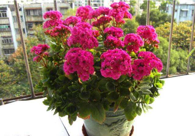 长寿花：秋天的绚烂绽放