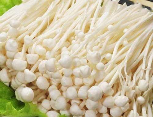 金针菇根部可以栽活吗？试试看就知道了