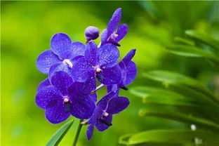 三唑家族， 己唑醇有妙用