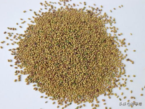 苜蓿青干草防过度发酵技巧：控制水分