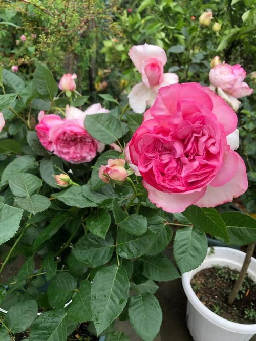 月季在哪个季节种植最适宜？