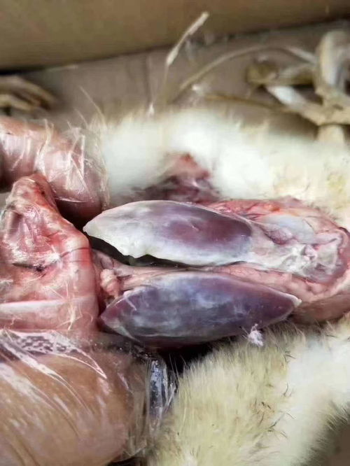 鸭传染性浆膜炎是如何通过什么途径传染的？有哪些有效的防治措施？