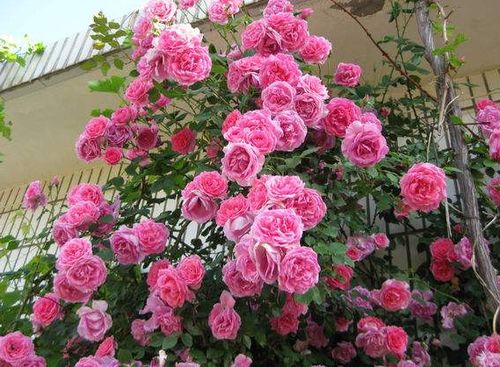 养分充足，花开geng艳丽