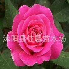 月季的价格小揭秘