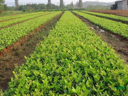 花市里的黄金向日葵