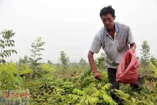 牡丹花籽最佳种植期