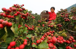 老张的“救命土”大揭秘