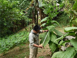 蓖麻价格波动， 牵动着国家的神经