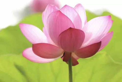 莲花，澳门区花