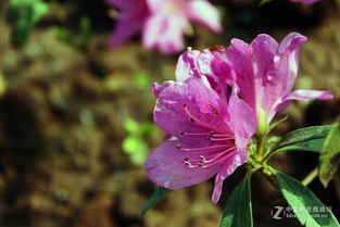 不同季节的花儿
