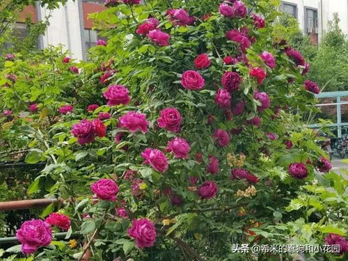 绿化花卉中的色彩担当：太阳花的灿烂