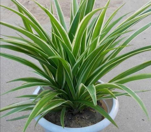 室内养什么植物？这几种又好看又好养