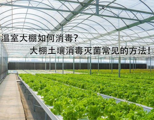 大棚种植消毒液的选择要点