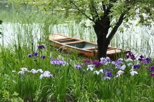 夏日花园里哪些植物和花朵最能代表绚烂色彩的花海盛宴呢
