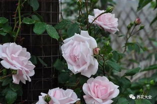 蝶之舞：粉色的浪漫流转