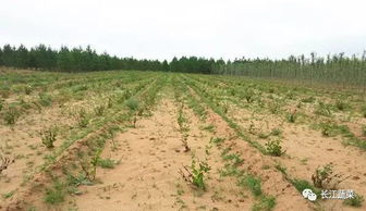 坡地水土流失， 百喜草来救场