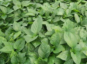 黄瓜幼苗遭受除草剂药害后的尴尬状况