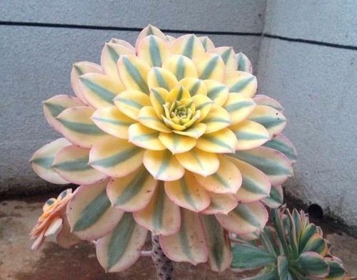 修剪技巧，美观与生长的平衡