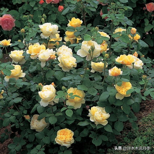 黄和平，和平的就是好