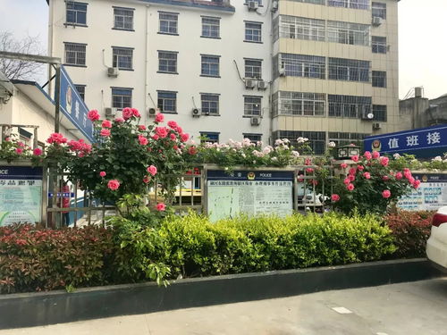 月季花在城市建设中的应用