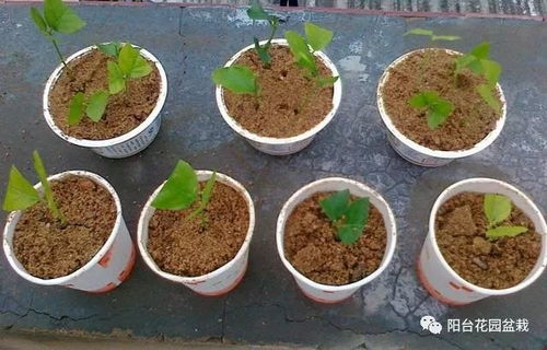长寿花修剪：前半部分保留核心枝干