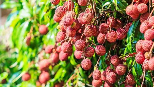 如何正确保存荔枝冰镇？掌握保鲜技巧，让美味持久如初！