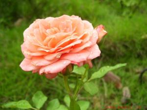 古籍养护月季的方法