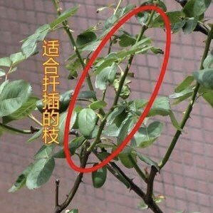 月季扦插最佳时间是什么时候？育苗方法详解包括哪些步骤