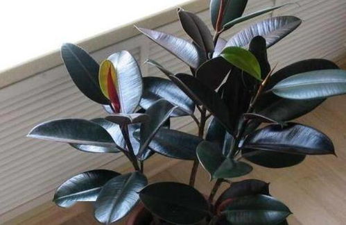 “橡皮树生长速度揭秘：一年长多高多粗？”