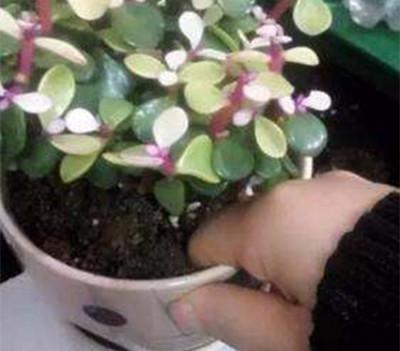 处理种花的土表面变白现象，我来试试堪