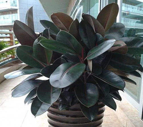 枝子花怎么养？养护技巧有哪些
