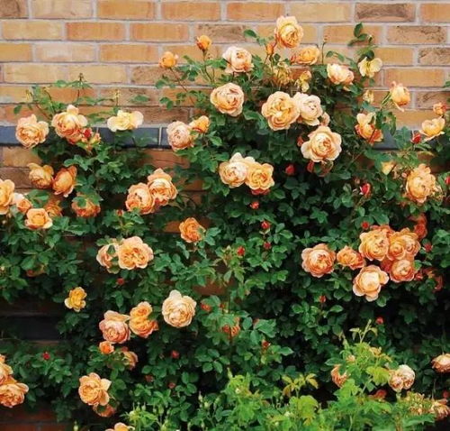 一、闪闪发光月季的优点