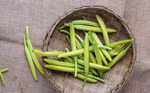 黄花菜价格为何偏高？黄花菜种植养护全解析中是否包含原因