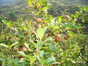 九江林区茶农：油茶与药材种植助力脱贫致富新路径