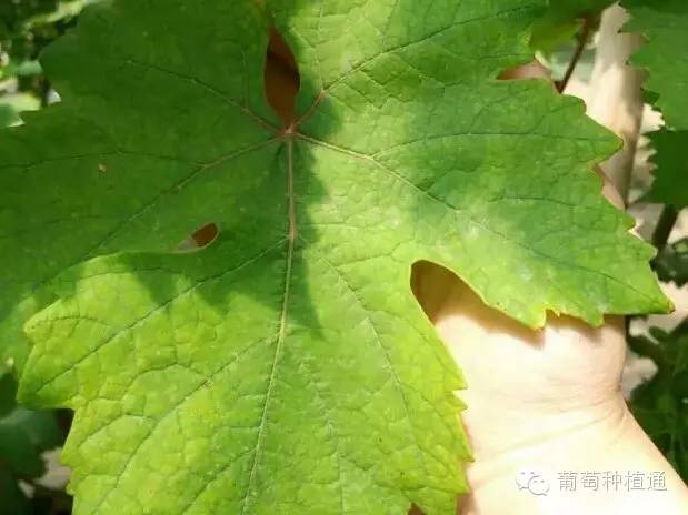 桃美人为何突然大量落叶，是土壤、水分还是光照出了问题