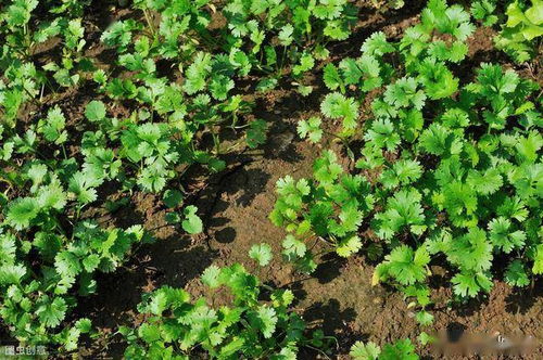 为什么夏天不适合种植香菜，有哪些具体原因导致其生长受限