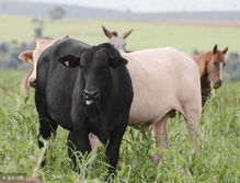 棉籽粕喂牛有哪些好处？豆粕和棉籽饼哪种更适合喂肉牛？