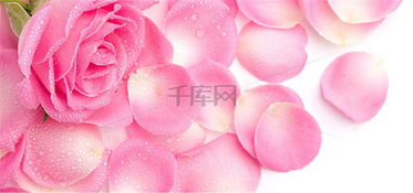 第三步：花瓣飘落， 浪漫氛围