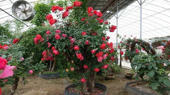 月季产业的兴起