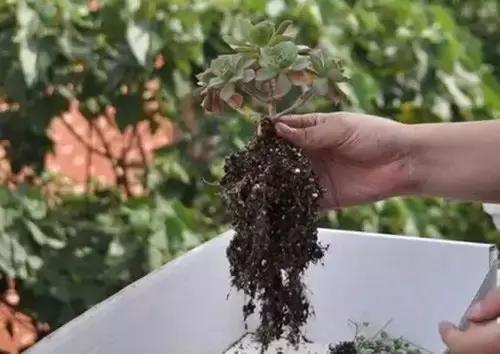 药物大法好，喷喷喷喷喷喷喷喷！