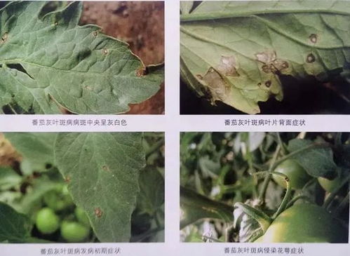 果树溃疡病的防治小贴士